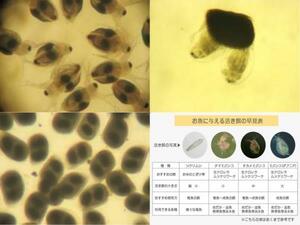  ◆ 特　売 【 タマミジンコの 乾 燥 休 眠 卵 ( 約300粒=約600匹相当 ) 】◆T6027