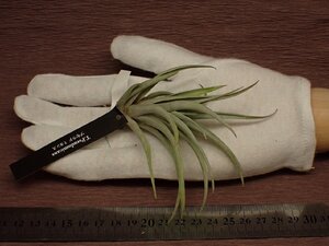 Tillandsia pseudomicans チランジア・シュードミカンス 796●エアプランツEP