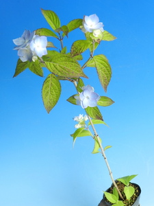 てまり(小型房.多輪)咲　山アジサイ[丸山牡丹]　・珍品・花木・山野草・お茶花