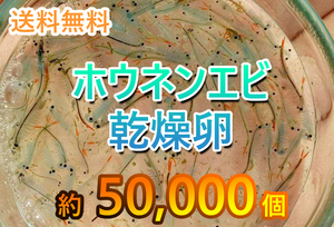 【送料無料】ホウネンエビ　休眠卵　50,000匹相当 耐久卵　メダカ　餌　ミジンコ　稚魚　上陸　ヤモリ　サンショウウオ