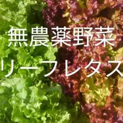 産地直送『無農薬栽培 リーフレタスの盛り合わせ』