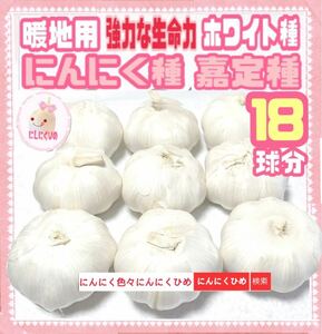 18球分　即日発送　種ニンニク　暖地用ホワイト種　食用兼用　にんにくひめ