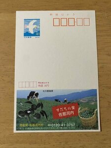 額面41円はがき　エコーはがき　未使用はがき　広告はがき　すだちの里　佐那河内　徳島県