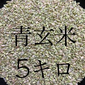 令和6年産　希少な青玄米（うるち米）5キロ　数量限定