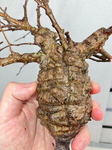 4011 「塊根植物」マダガスカル特急便 オペルクリカリア パキプス【鮮度保証・到着3日以内の返品OK・根切確認済・O.pachypus】