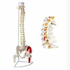 timiland 脊椎 模型 可動式 脊椎骨盤模型 人体模型 実物大 脊柱模型，筋の起始・停止部を着色 - 脊柱可動型モデル，大腿