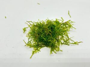 ウィーピングモス 大量　無農薬　無害虫