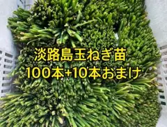 淡路島玉ねぎ苗 100本+10本おまけ