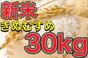 山口県産 米 令和6年度産 きぬむすめ 30kg 精米済 送料無料 無洗米