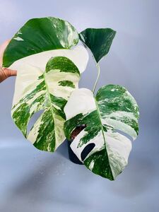 「12」 MONSTERA ALBO BORSIGIANA VARIEGATA 白斑　モンステラ アルボ ボルシギアナ　斑入り