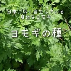 【ヨモギのタネ】4g 種子 種 よもぎ 蓬 野草 カズザキヨモギ ハーブ 薬草