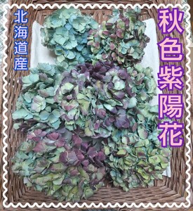 ◆◆Hydrangea◆◆北海道産：秋色紫陽花：ボルドー：ライム：茎あり：あじさい：アジサイ：リース　スワッグ　ワークショップ　春　雛　即