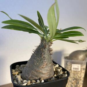 発根済み パキポディウム グラキリス Pachypodium gracilius 現地球 美形 ［検索］ コミフォラ オペルクリカリア ウィンゾリー パキプス