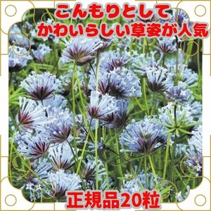 種 アスペルラ 青花 20粒 正規品 即決 カワイイ たね タネ 種子 花 花壇 プランター 鉢 ハンギング