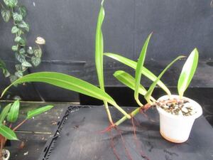 ＫＮ　フィロデンドロン　クラシネルビューム（PHILODENDRON CRASSINERVIUM）　　　1.2M以下