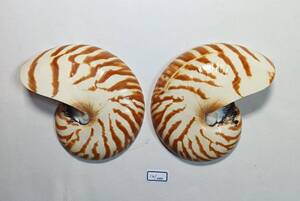 オウムガイ Nautilus pompilius 121mm.cut