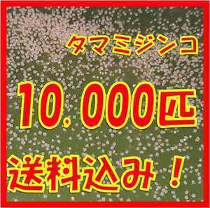 タマミジンコ3g+α10,000匹「めだか金魚熱帯魚の生き餌に！」