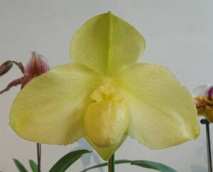 洋蘭パフィオPaph.Hung Sheng Wonder