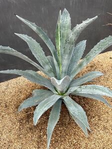 Agave protoamericana sp アガベ　プロト　アメリカーナ　大株　1