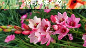 再値下げ！2 イキシア 球根 (花終わり)来期用