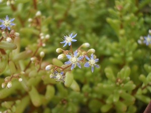 セダム　カエルレウム　種子　30粒　2024年自家採取　多肉植物　越年草　秋まき一年草　カウルレア