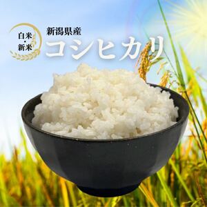 【新米】10kg 令和5年産 新潟産こしひかり米 コシヒカリ 送料無料 コシヒカリ 新米送料無料匿名配送未使用