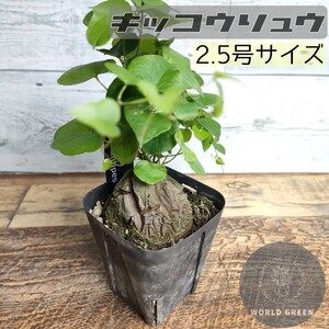 亀甲竜 2　ディオスコレア　エレファンティペス　国内実生 鉢植発送 美形 バキバキ