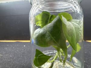 アンスリウム テロダクティル　Anthurium Pterodactyl　tissue culture PREMIUM組織培養【¨HEIAN¨】