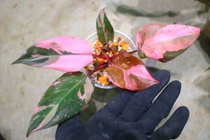 No.09/-TGK-r50404-/Philodendron Pink princess ’Marble king‘/フィロデンドロン ピンクプリンセンス ’マーブルキング‘