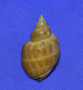 貝の標本 Babylonia formosa habei 36mm.w/o.台湾