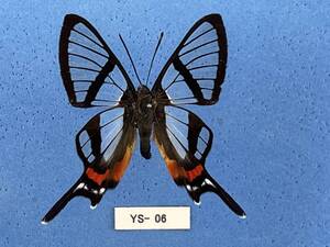 外国産蝶標本： Chorinea sylphina A 1ex　(YS-06) 