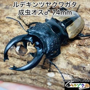 ルデキンツヤクワガタ　成虫オス　♂74mm 野外採集品