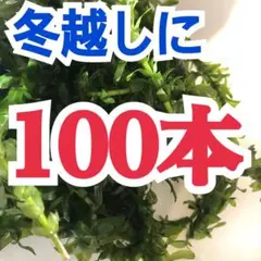 天然　アナカリス　100本　冬越しに