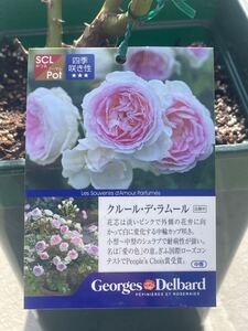 【特価・セール】デルバール バラ　大苗【クルール・デ・ラムール 】7号角鉢植え●