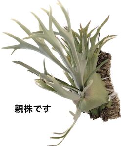 P.veitchii ビカクシダ Platycerium コウモリラン 麋角羊歯　veitchii ベイチー　ビーチー