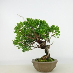 盆栽 真柏 樹高 約18cm しんぱく Juniperus chinensis シンパク ジン シャリ ヒノキ科 常緑樹 観賞用 小品 現品