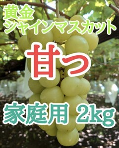 完熟　黄金シャインマスカット　箱込み2kg　長野県産　家庭用房　訳あり　激甘