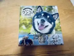 【早い者勝ち❤️】日めくりワンコ！2024年 卓上日めくりカレンダー 犬版