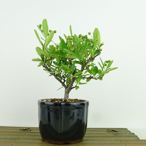 盆栽 ピラカンサ 樹高 約14cm Pyracantha バラ科 常緑樹 観賞用 小品 現品