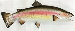 KING Sailfish MOUNTS社 30-INCH RAINBOW TROUT フィッシュレプリカ