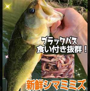 釣りの餌☆新鮮！採れたて直送！シマミミズ100匹セット　ヤマメ、イワナ、ブラックバスなど何でも釣れる！観賞魚・爬虫類・両生類の餌にも