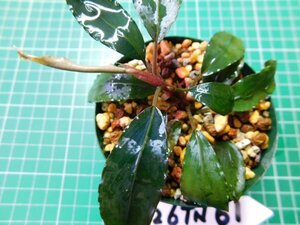 ◎3226TN61　 (自家栽培）水草　ブセファランドラ　Bucephalandra sp.ピクシーV2①