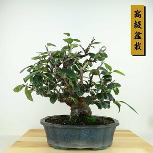 盆栽 花梨 樹高 約23cm かりん 高級盆栽 Pseudocydonia sinensis カリン バラ科 落葉樹 観賞用 現品