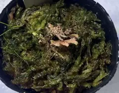 Selaginella cf. philippina Luzon