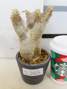 5265 「塊根植物」パキポディウム エニグマティクム 植え【発根・Pachypodium enigmaticum・多肉植物】