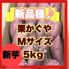 【新品種】栗かぐや Mサイズ 5kg さつまいも 栗のような味わい