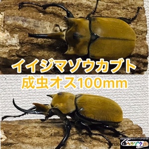 イイジマゾウカブト　エレファスゾウカブト(イイジマタイプ) 成虫オス単品100mm