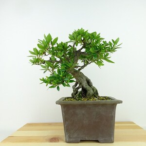 盆栽 皐月 大盃 樹高 約21cm さつき Rhododendron indicum サツキ 根上り ツツジ科 常緑樹 観賞用 現品