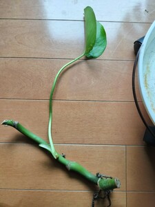 モンステラ　茎約20センチ　抜き苗　