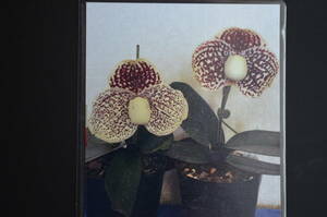 No.1424　洋蘭　パフィオ　Paph.leucochilum×sib